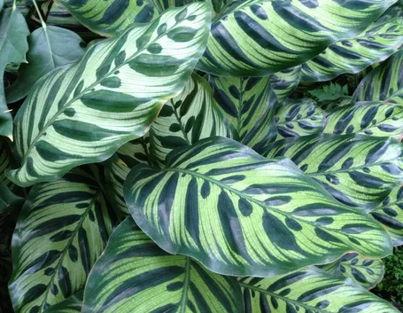 Calathea makoyana