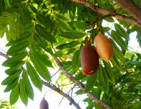Castano 