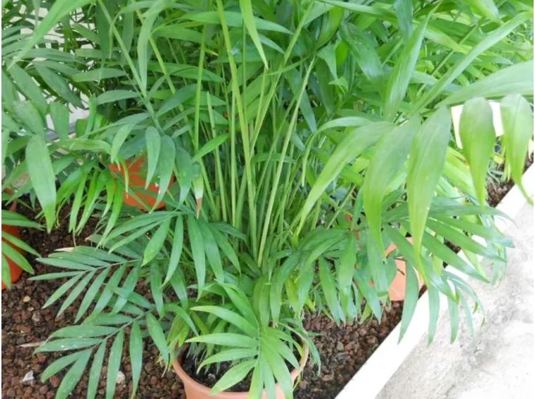 piante Chamadorea