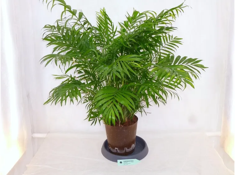 pianta chamadorea