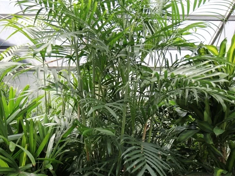 chamaedorea elegans