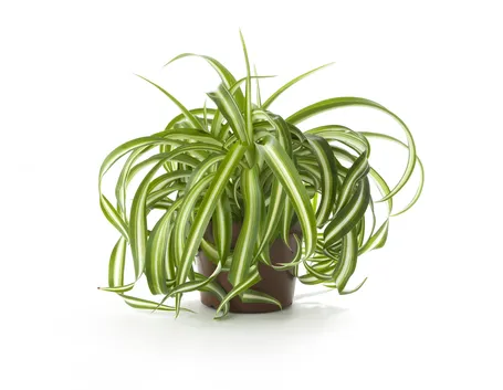 Clorophytum 