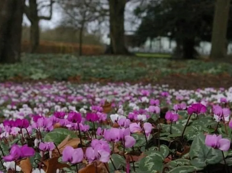 Cyclamen persicum
