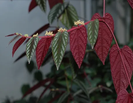 Cissus discolor