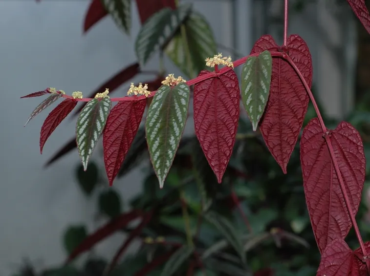 Cissus discolor
