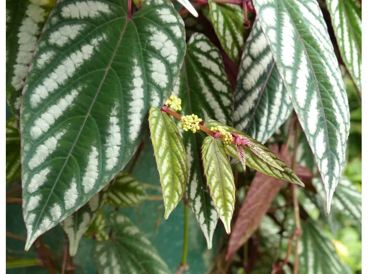 cissus