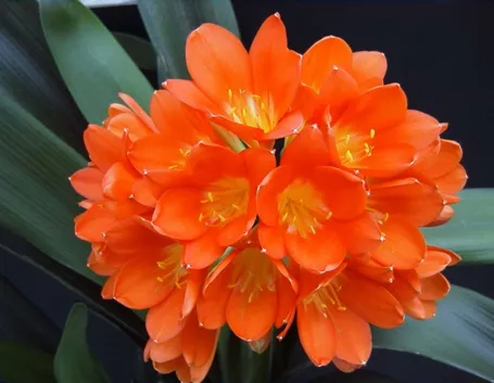 Clivia miniata fiori
