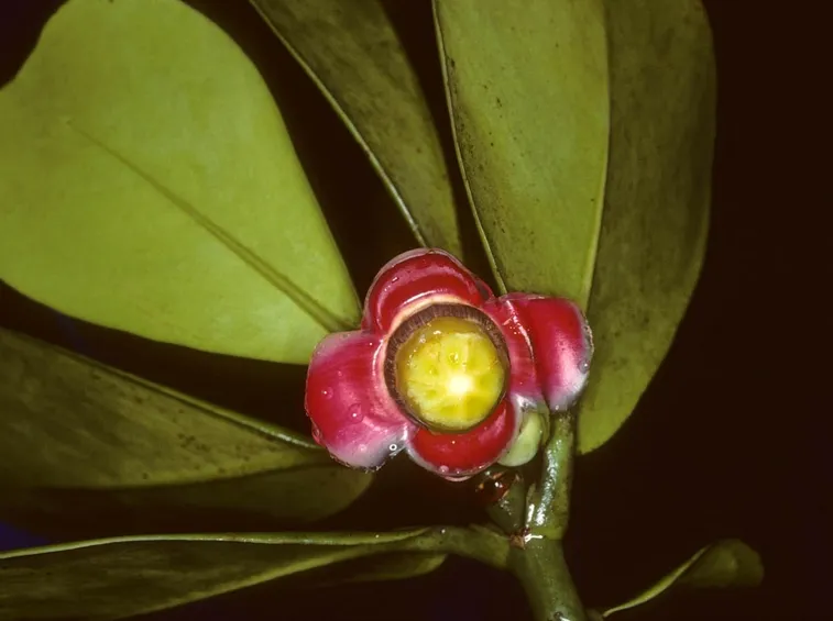 clusia rosea