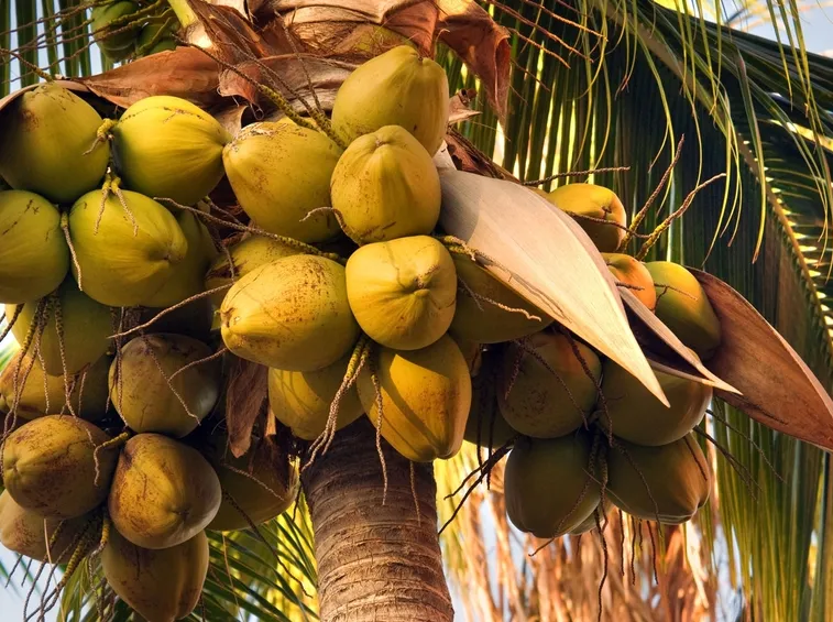 frutti cocos nucifera