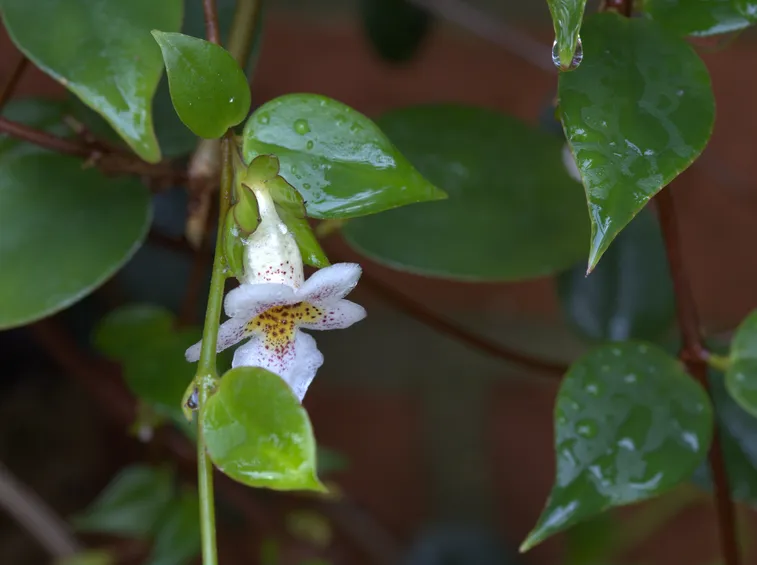 infiorescenza Codonanthe