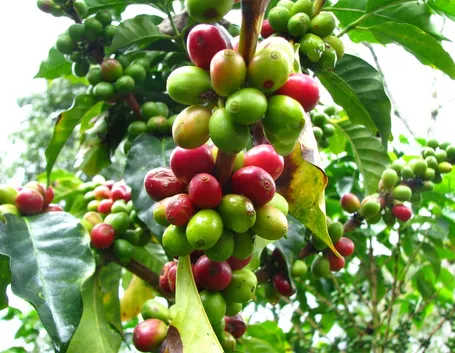 caffea arabica