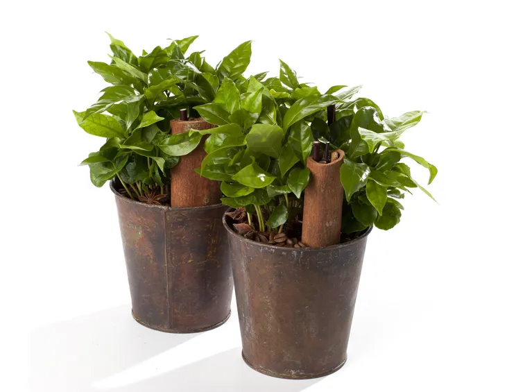 coffea arabica