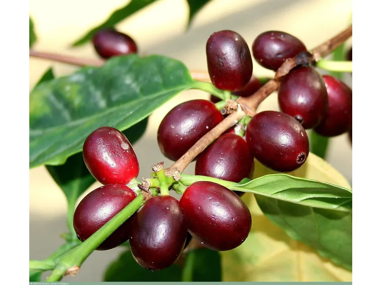 pianta del caffè