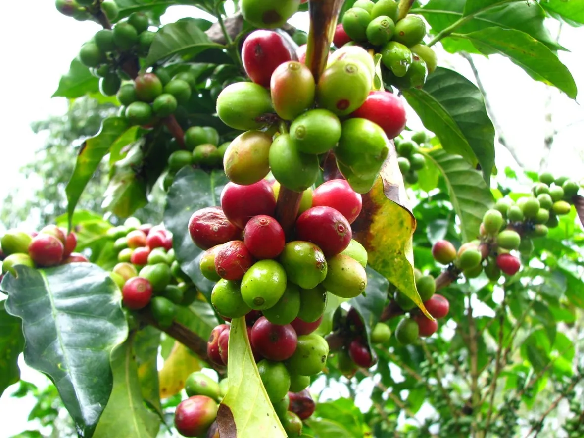 caffea arabica