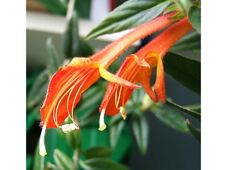 columnea