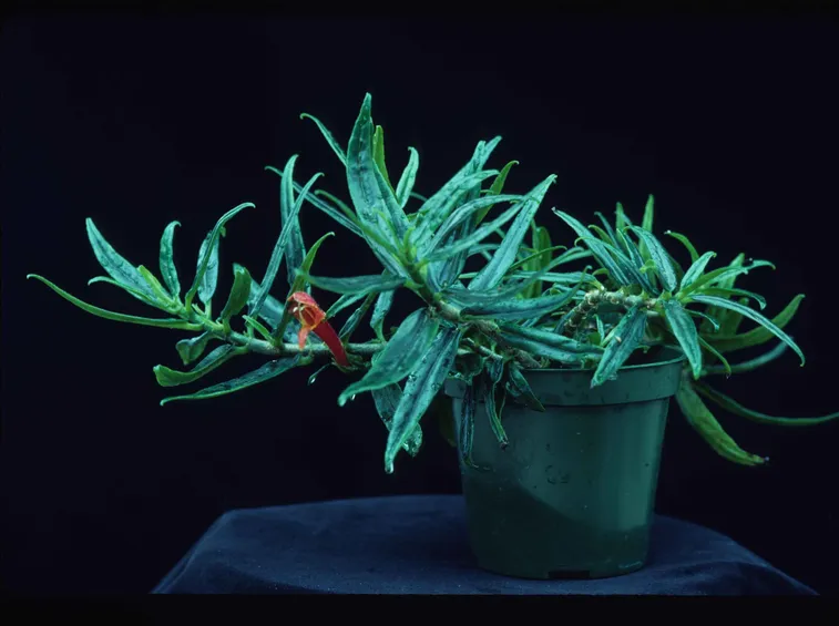 pianta Columnea
