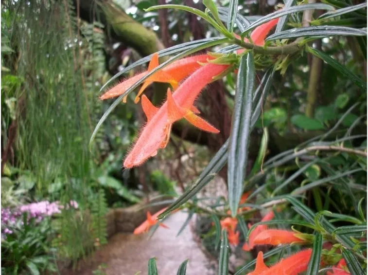 Columnea crassifolia