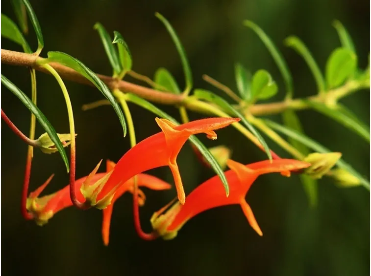columnea fiori
