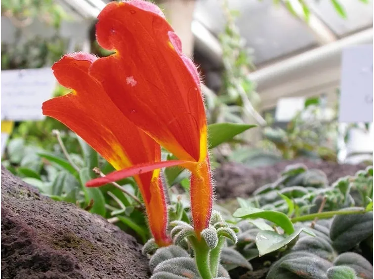 columnea pianta
