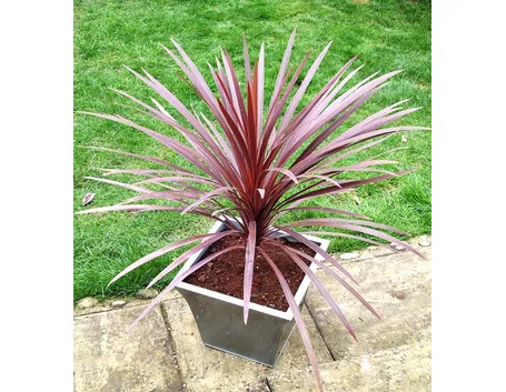 Cordyline australis