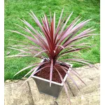 Cordyline australis