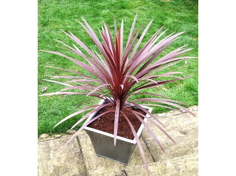 Cordyline australis
