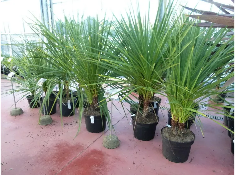 piante Cordyline