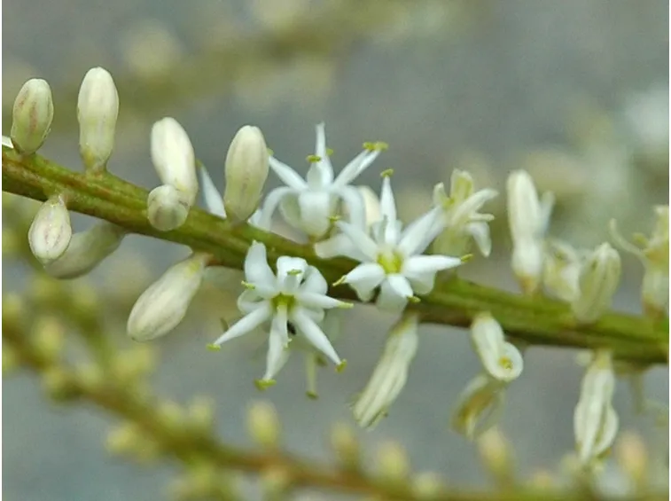 fiori cordilinea