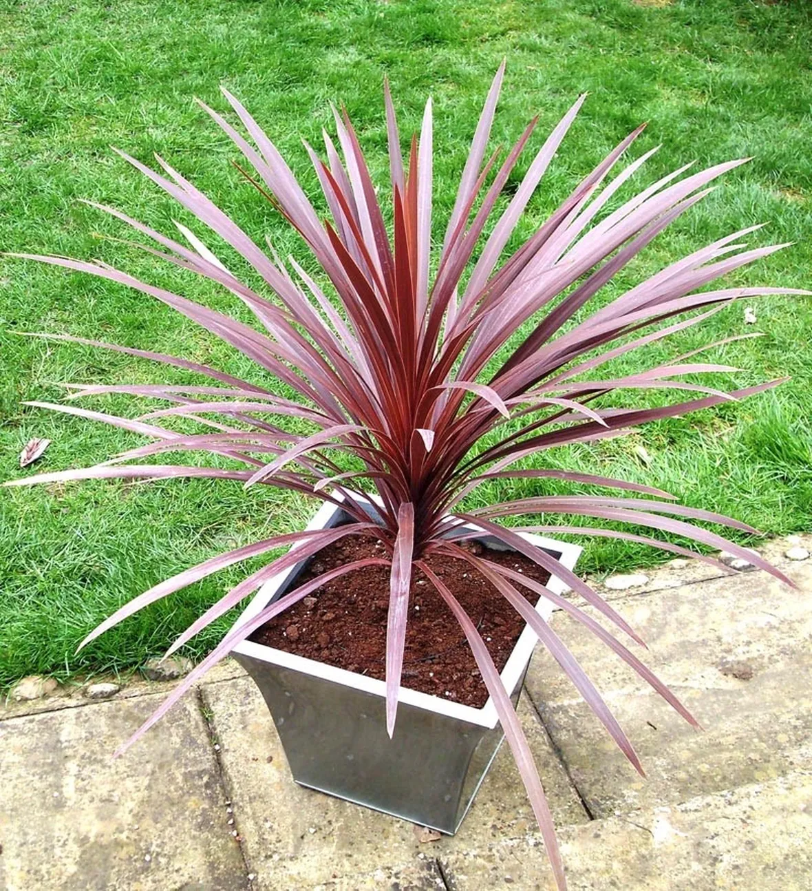 Cordyline australis