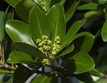 Cornycarpus laevigata