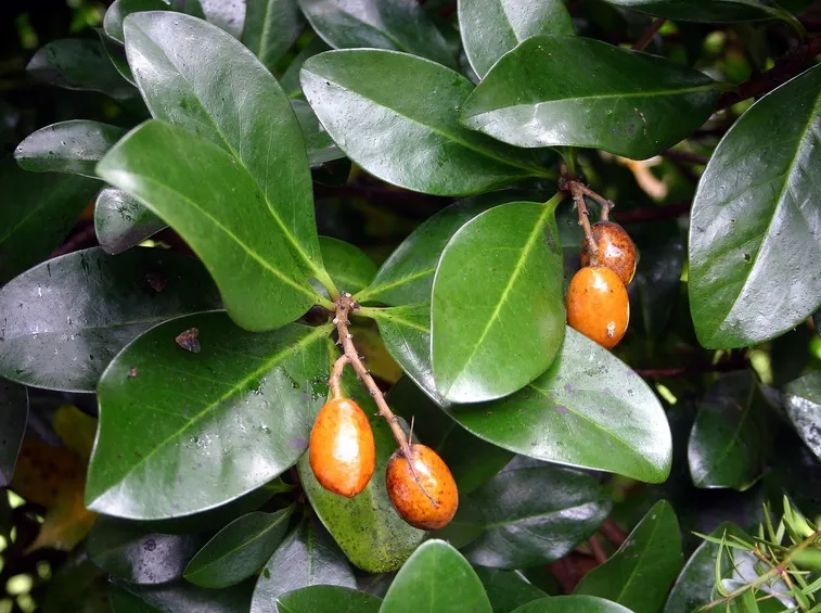 pianta Cornycarpus
