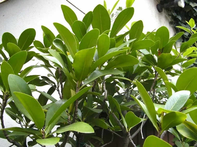 corinocarpo pianta