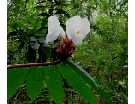 infiorescenza Costus speciosus