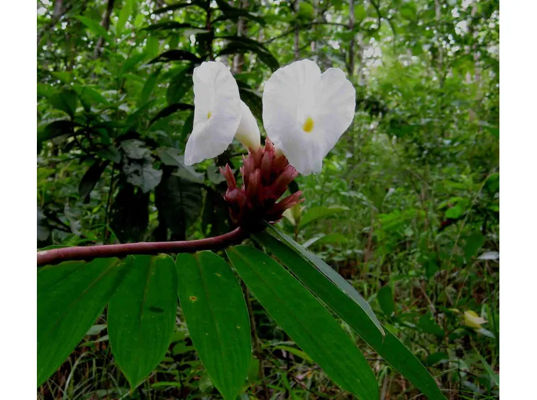 infiorescenza Costus speciosus