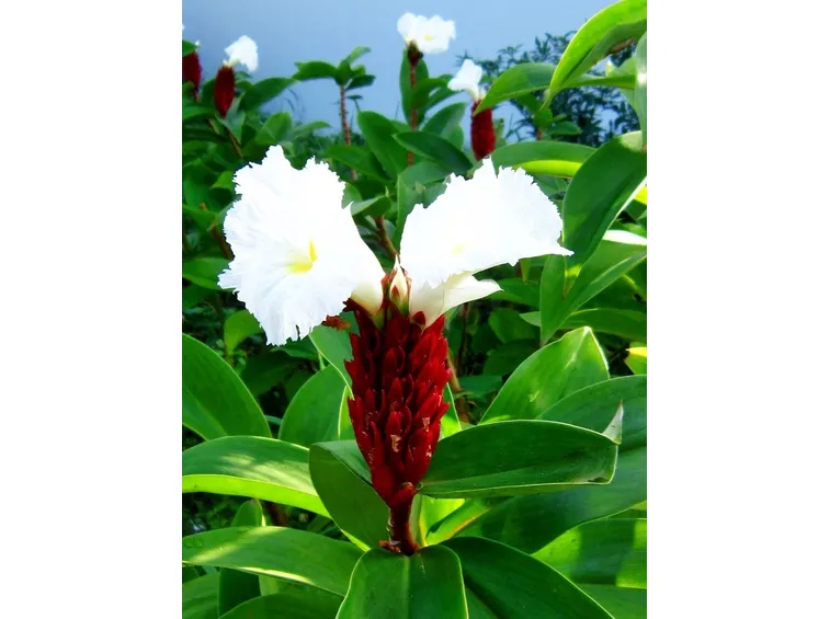 costus speciosus