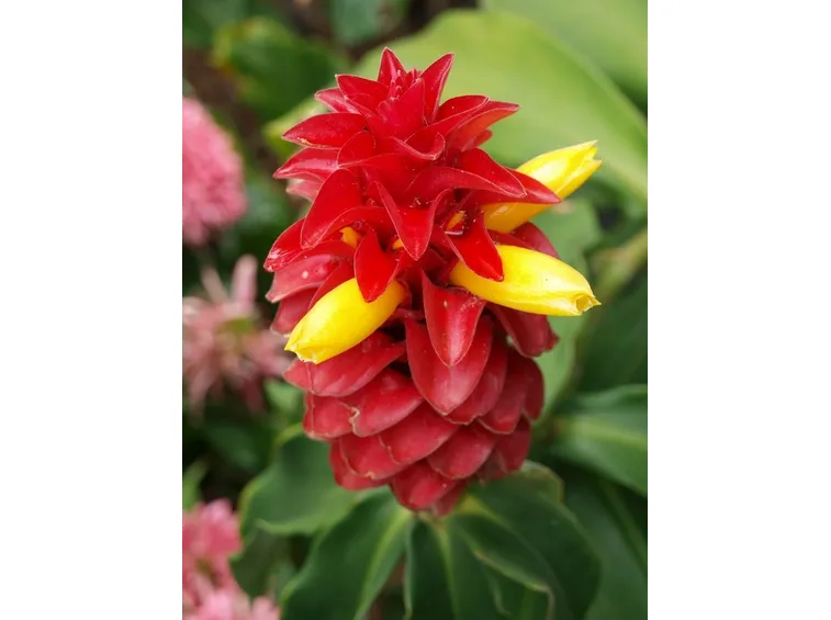 costus