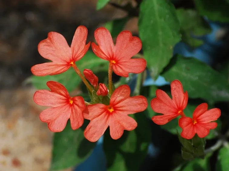 fiori crossandra