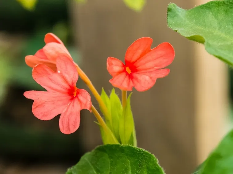 crossandra pianta