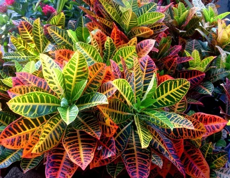 croton 