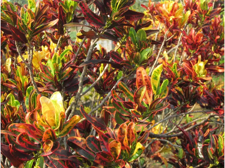 foglie croton