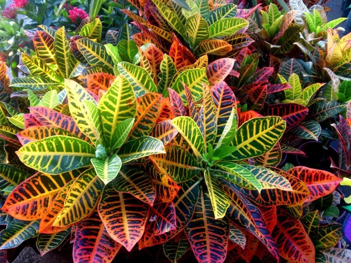 croton 