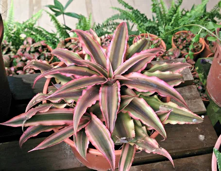Cryptanthus