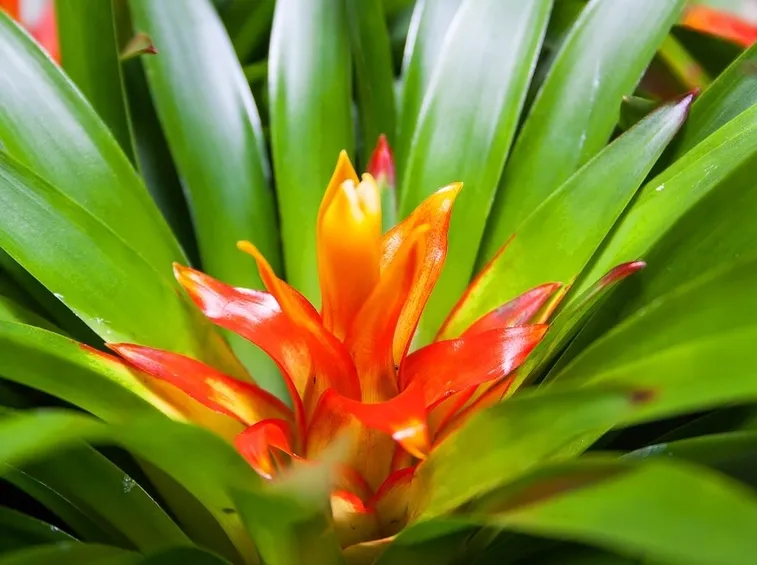 bromelia fiore