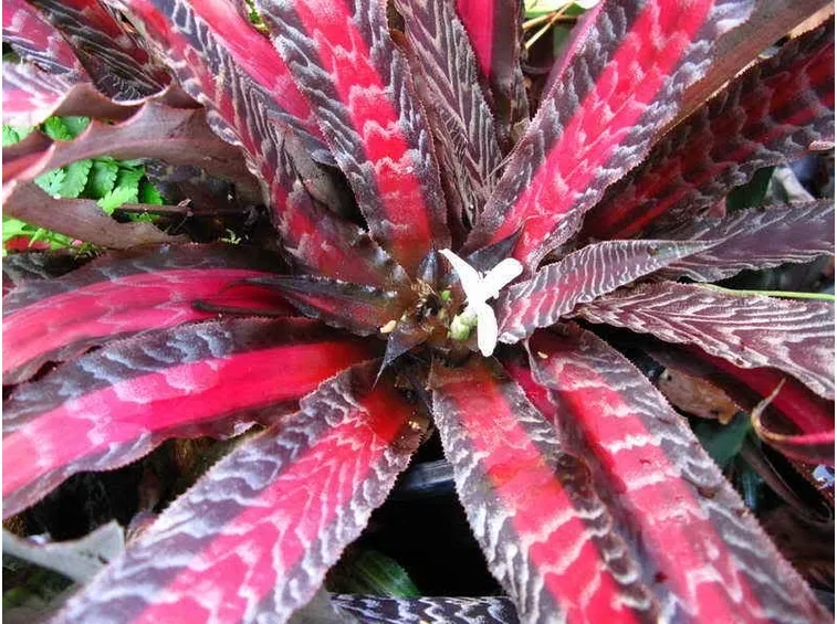 cryptanthus varietà