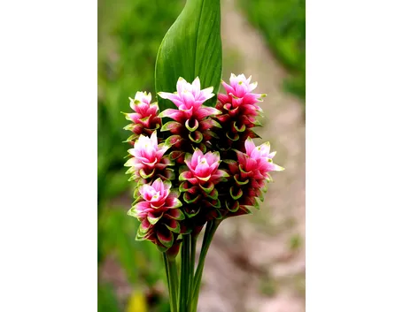 infiorescenza Curcuma alismatifolia