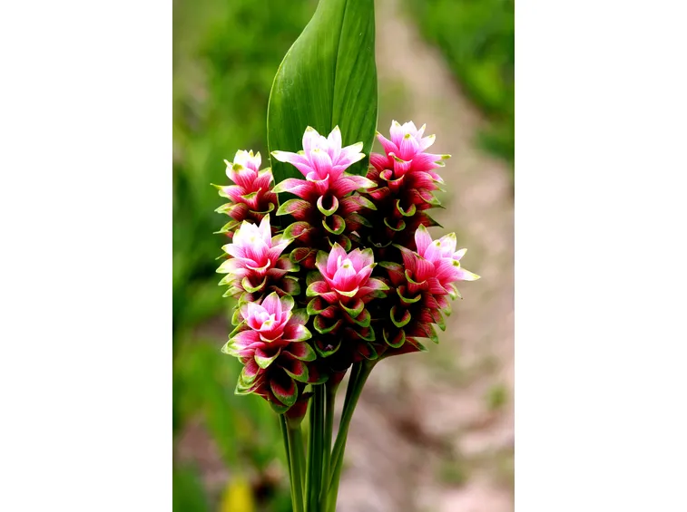 infiorescenza Curcuma alismatifolia