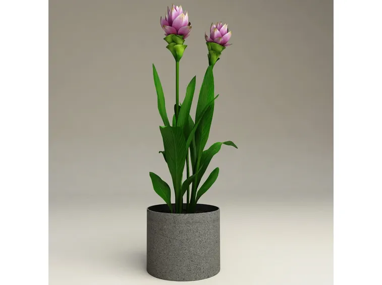 Curcuma alismatifolia