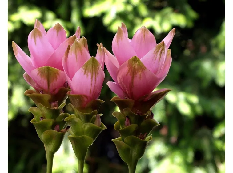 curcuma