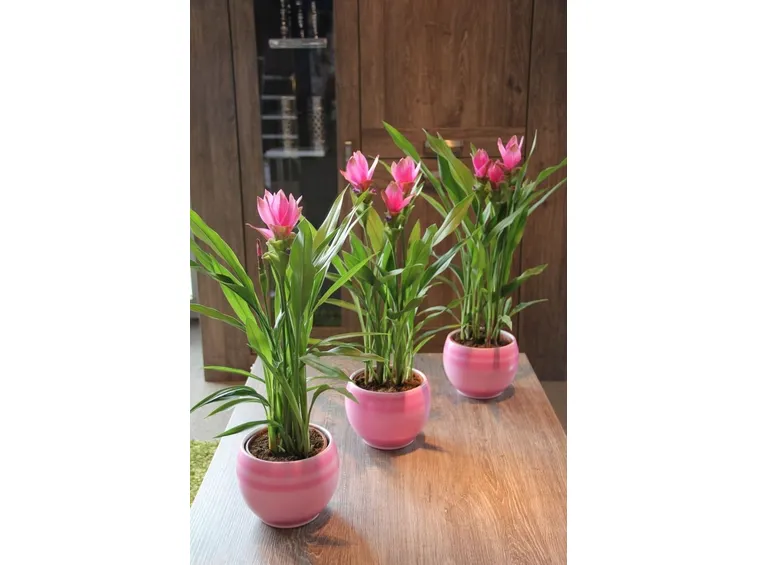 curcuma