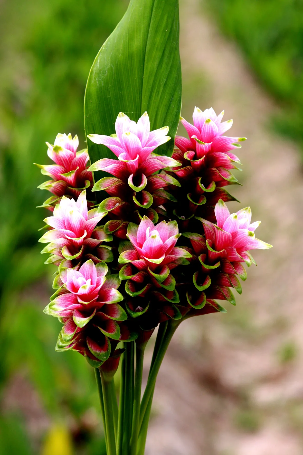infiorescenza Curcuma alismatifolia